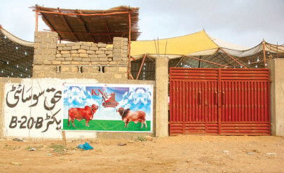 cattle market troubles why should we pay to go to our own house cattle market troubles why should we pay to go to our own house