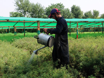 saplings gain ground under billion tree tsunami project saplings gain ground under billion tree tsunami project