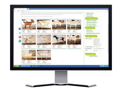 digital bakra mandi finds it tough to survive digital bakra mandi finds it tough to survive