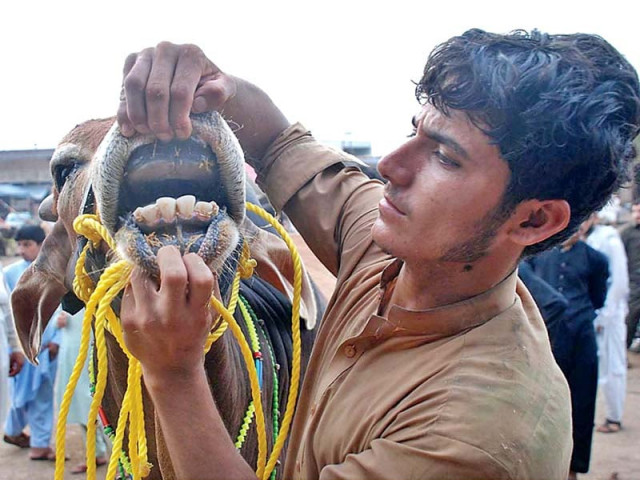 sacrificial animals on sale in peshawar photo agencies