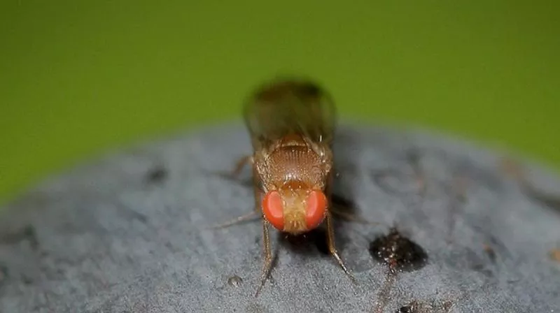 a fly photo afp a fly photo afp