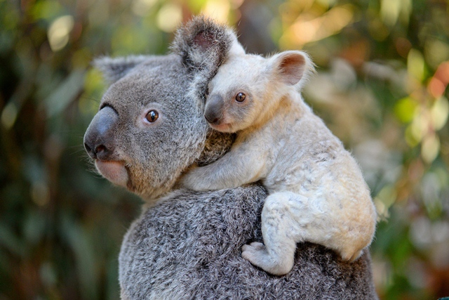 this undated handout from the australia zoo received on august 22 2017 shows a white koala joey on her mother tia at the australia zoo on queensland 039 s sunshine coast photo afp