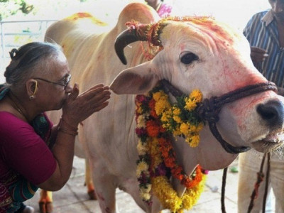 acid attack on cows sparks tension in indian state acid attack on cows sparks tension in indian state