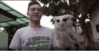indonesian owls under the harry potter curse