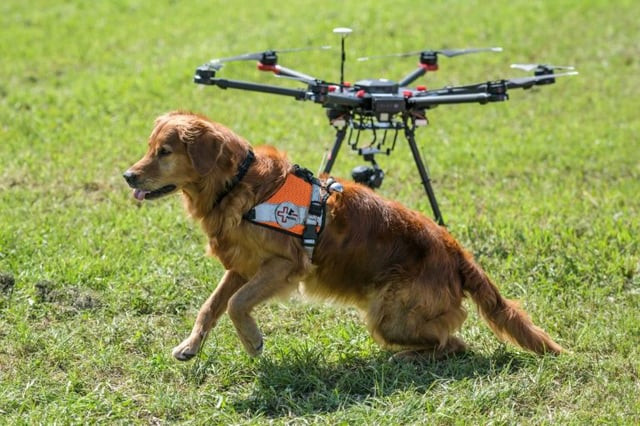 golden retriever capo sits next to a drone together they provide 039 an eye in the air and a nose on the ground 039 for swiss search and rescue operations photo afp golden retriever capo sits next to a drone together they provide 039 an eye in the air and a nose on the ground 039 for swiss search and rescue operations photo afp