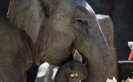 the news comes after another two year old elephant was found dead along the same highway in june photo afp