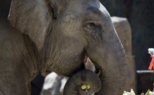 the news comes after another two year old elephant was found dead along the same highway in june photo afp