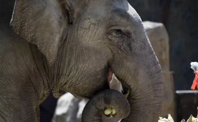 the news comes after another two year old elephant was found dead along the same highway in june photo afp the news comes after another two year old elephant was found dead along the same highway in june photo afp