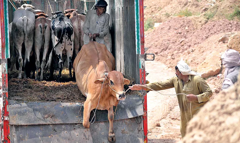 a vendor off loading a sacrificial animal from a delivery truck photo app a vendor off loading a sacrificial animal from a delivery truck photo app