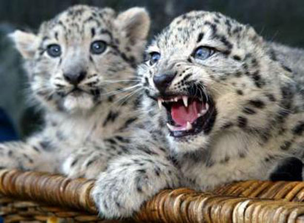 Locals to help in snow leopard conservation - Vimarsana News