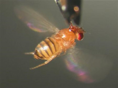 country facing losses of 200m due to fruit fly attacks experts country facing losses of 200m due to fruit fly attacks experts