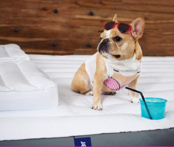 these instagram dogs make more money than you can imagine these instagram dogs make more money than you can imagine
