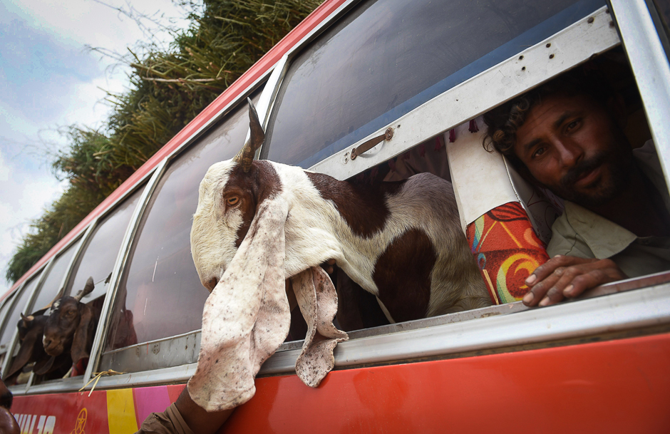 a pakistani butcher transports goats in a bus as he arrives at an animal market ahead of the muslim festival eid al adha in karachi photo reuters