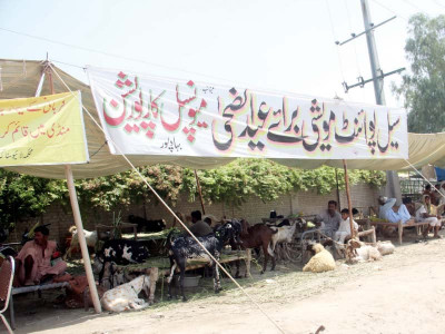soaring cattle prices irk buyers in bahawalpur