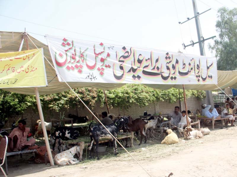 vendors wait for buyers at cattle market photo express