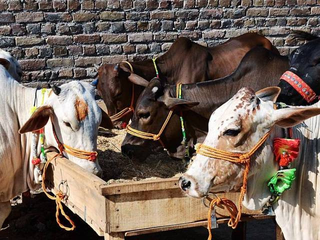 sale of sacrificial animals on streets banned sale of sacrificial animals on streets banned