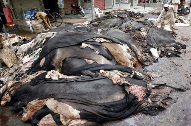 a photo showing cow animal hides following eidul azha photo ppi a photo showing cow animal hides following eidul azha photo ppi