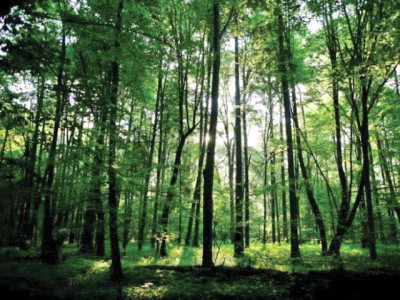 pre bid meeting held for investors to promote forestry investments pre bid meeting held for investors to promote forestry investments