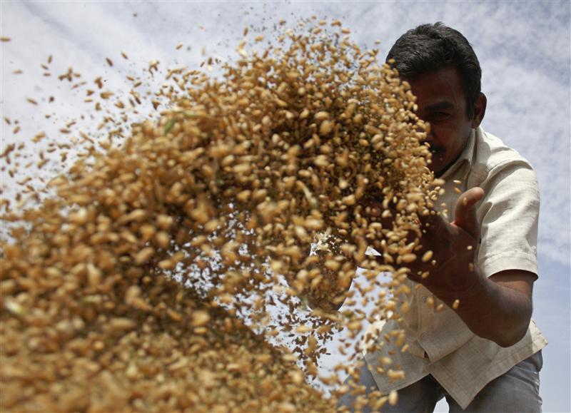 a labourer sifts wheat crop in a field photo reuters