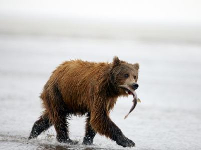 bears choosing vegetarian diet due to climate change bears choosing vegetarian diet due to climate change