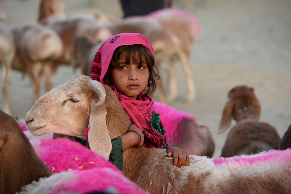 an afghan girl holds a sheep as she waits for customers at a at a livestock market ahead of the eidul azha muslim holiday on the outskirts of jalalabad photo afp
