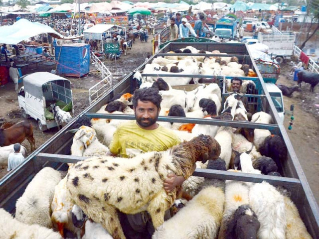 a man off loading sheep in a cattle market of lahore photo online a man off loading sheep in a cattle market of lahore photo online