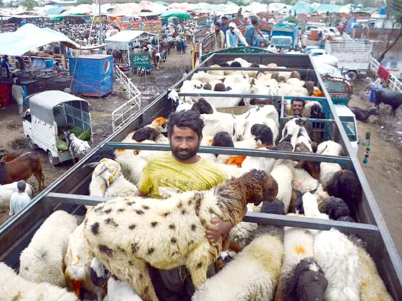 a man off loading sheep in a cattle market of lahore photo online a man off loading sheep in a cattle market of lahore photo online