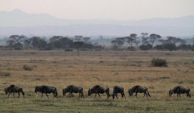 wildbeest graze photo reuters wildbeest graze photo reuters