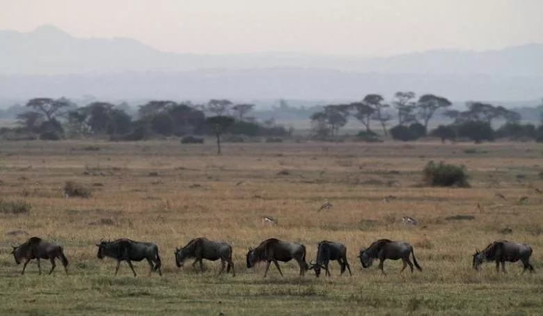 wildbeest graze photo reuters wildbeest graze photo reuters