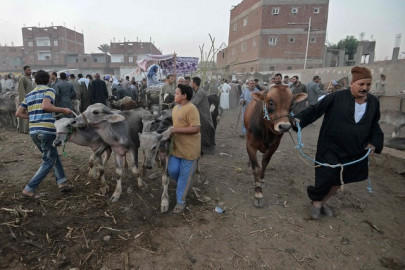 in inflation hit egypt eid sacrifices are a luxury in inflation hit egypt eid sacrifices are a luxury