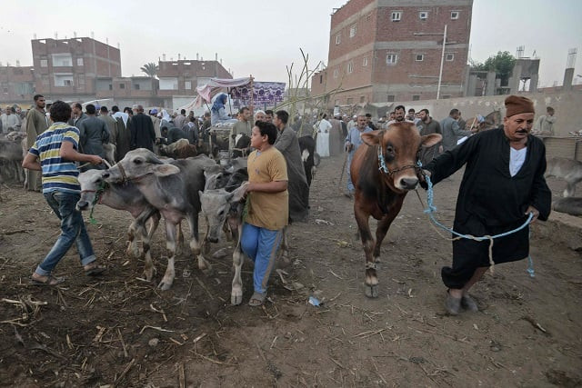 egyptian cattle traders gather at the ashmun market in egypt 039 s menufia governorate on august 30 2017 as they try to sell livestock to customers ahead of the annual muslim eid al adha holiday when custom requires the faithful to make a sacrifice this year with inflation in egypt hitting record highs customers seemed more interesting in gawking at the cattle than buying any ahead of the first day of eidul azha photo afp