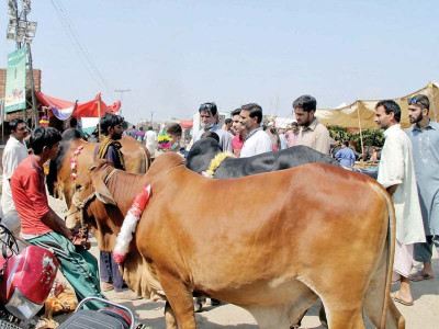 animal prices see a steep decline on eve of eid animal prices see a steep decline on eve of eid
