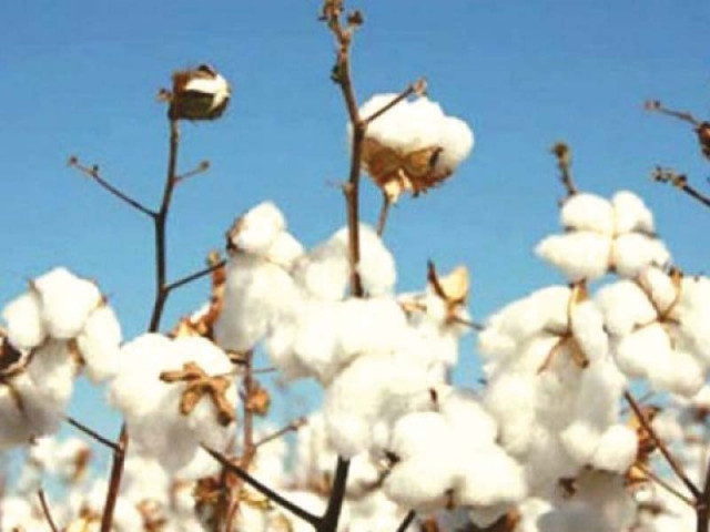 sindh produces 20 of cotton out of total production of around 14 to 15 million bales in the country photo file sindh produces 20 of cotton out of total production of around 14 to 15 million bales in the country photo file