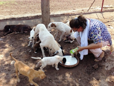 dogs find love in peshawar s first ever shelter dogs find love in peshawar s first ever shelter