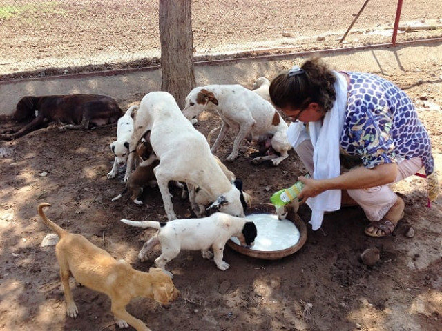 zeba masood feeds dogs at the shelter zeba masood feeds dogs at the shelter