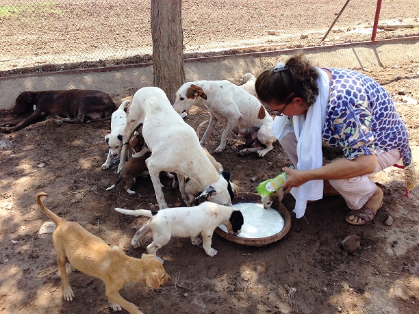 zeba masood feeds dogs at the shelter