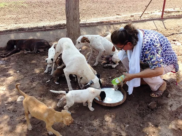 zeba masood feeds dogs at the shelter zeba masood feeds dogs at the shelter