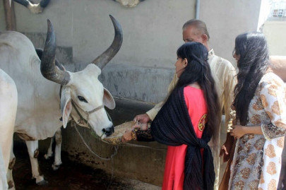 a short lived love story on the rooftop of a karachi residence on eidul azha