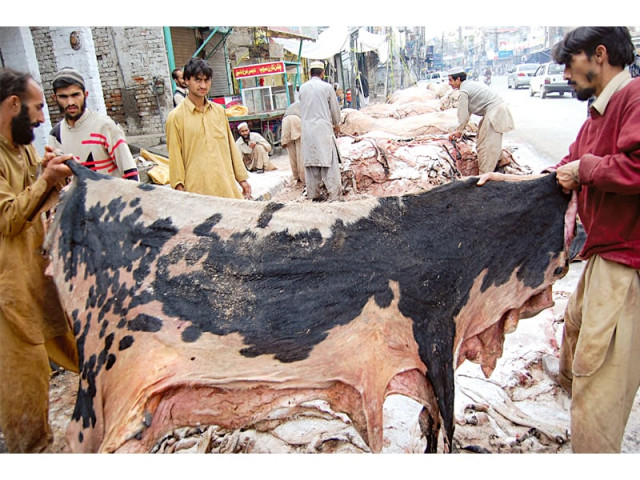 workers stretch out hides from sacrificial animals photo muhammad javaid workers stretch out hides from sacrificial animals photo muhammad javaid