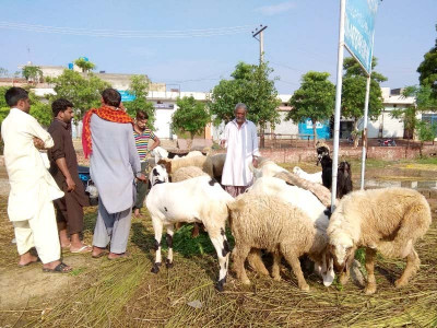cattle traders with leftover stock clamour for a sale