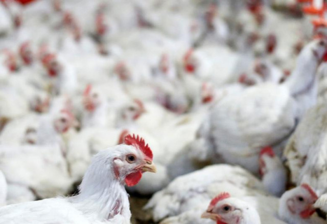 chicken are pictured at a poultry factory in lapa city parana state brazil may 31 2016 photo reuters