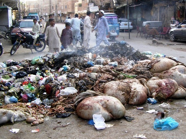 the offal remained on the streets on the third day of eidul azha along with accumulated rainwater photo express