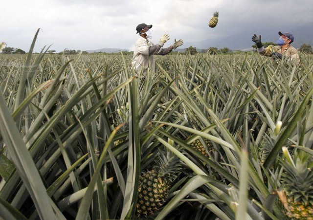 men work on a crop of pineapples in pradera in this photo photo reuters men work on a crop of pineapples in pradera in this photo photo reuters