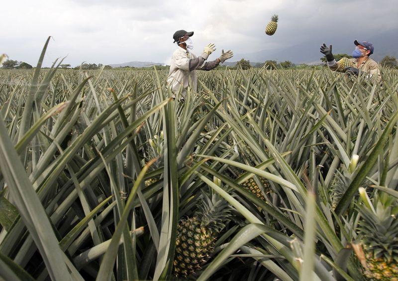 men work on a crop of pineapples in pradera in this photo photo reuters