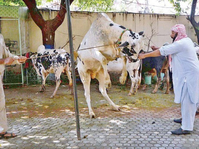 religious scholars divided over who should be allowed to carry out the slaughter butcher sacrificial animals photo express religious scholars divided over who should be allowed to carry out the slaughter butcher sacrificial animals photo express