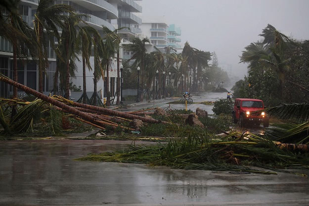 a vehicle passes downed palm trees and two cyclists attempt to ride as hurricane irma passed through the area on september 10 2017 in miami beach florida photo afp