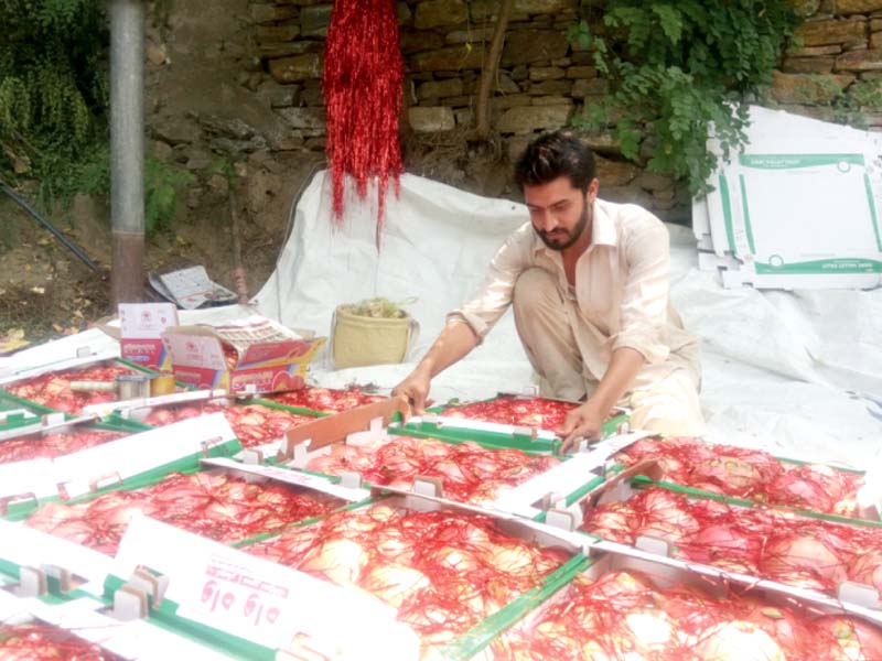 workers pack pomegranates in swat photo express