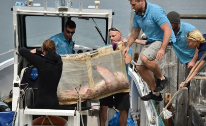 fluffy the great white shark heads back to sea fluffy the great white shark heads back to sea