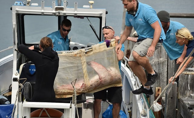 staff from manly sea life sanctuary carry a 1 5 metre long juvenile great white shark onto a boat to be released in sydney on september 12 2017 the juvenile great white shark found washed up on a sydney beach on september 11 and rescued by the public was taken to the sanctuary to be cared for before being released back into the wild photo afp staff from manly sea life sanctuary carry a 1 5 metre long juvenile great white shark onto a boat to be released in sydney on september 12 2017 the juvenile great white shark found washed up on a sydney beach on september 11 and rescued by the public was taken to the sanctuary to be cared for before being released back into the wild photo afp