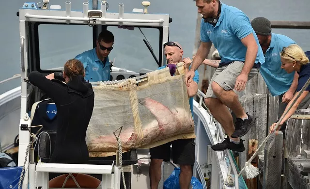 staff from manly sea life sanctuary carry a 1 5 metre long juvenile great white shark onto a boat to be released in sydney on september 12 2017 the juvenile great white shark found washed up on a sydney beach on september 11 and rescued by the public was taken to the sanctuary to be cared for before being released back into the wild photo afp staff from manly sea life sanctuary carry a 1 5 metre long juvenile great white shark onto a boat to be released in sydney on september 12 2017 the juvenile great white shark found washed up on a sydney beach on september 11 and rescued by the public was taken to the sanctuary to be cared for before being released back into the wild photo afp
